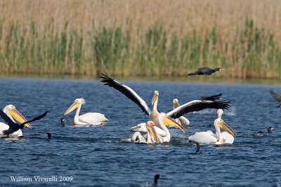 Pellicano comune (Pelecanus onocrotalus)