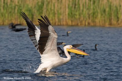 Pellicano comune (Pelecanus onocrotalus)