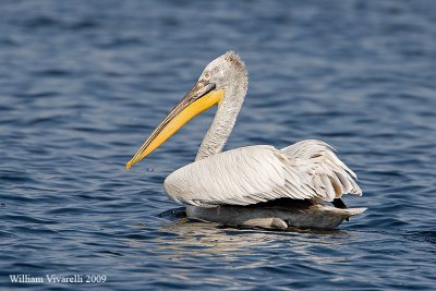 Pellicano riccio (Pelecanus crispus)