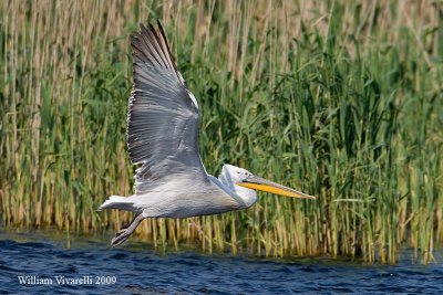 Pellicano riccio (Pelecanus crispus)