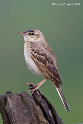 Calandro (Anthus campestris)