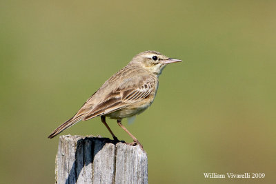 Calandro (Anthus campestris)