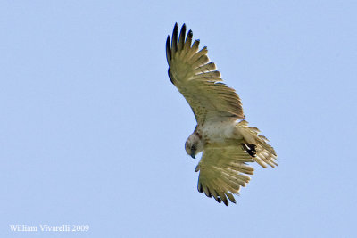 Biancone (Circaetus gallicus)