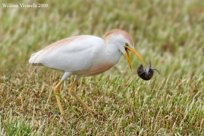 Airone guardabuoi  (Bubulcus ibis)