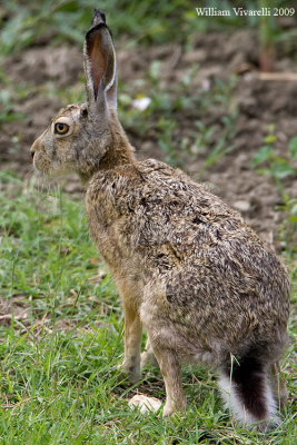 Lepre comune (Lepus europaeus)