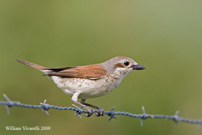 Averla piccola  (Lanius collurio)