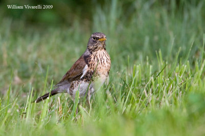 Cesena (Turdus pilaris)