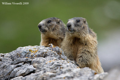 Marmotta (Marmota marmota)