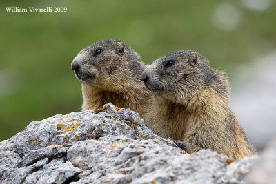 Marmotta (Marmota marmota)