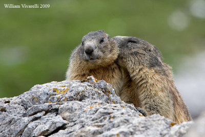 Marmotta (Marmota marmota)