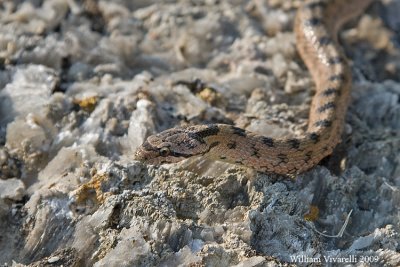 Colubro dei riccioli (Coronella girondica)