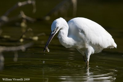 Garzetta (Egretta garzetta)