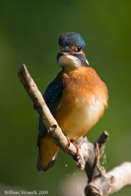 Martin pescatore (Alcedo atthis)