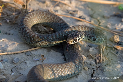 Biacco (Hierophis viridiflavus)