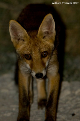 Volpe (Vulpes vulpes)