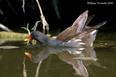 Gallinella d'acqua  (Gallinula chloropus)