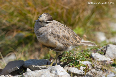 Piviere tortolino (Charadius morinellus)