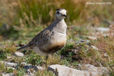 Piviere tortolino (Charadius morinellus)