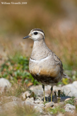 Piviere tortolino (Charadius morinellus)