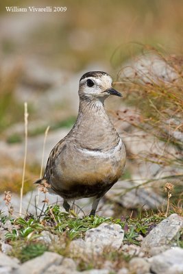 Piviere tortolino (Charadius morinellus)