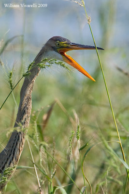 Airone rosso (Ardea purpurea)