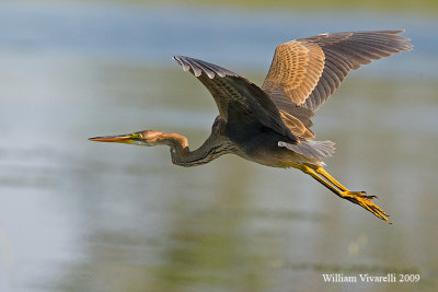 Airone rosso (Ardea purpurea)