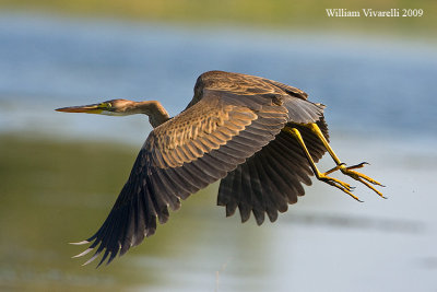 Airone rosso (Ardea purpurea)