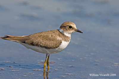 Corriere piccolo (Charadrius dubius)