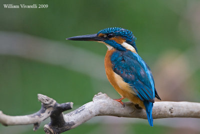 Martin pescatore (Alcedo atthis)