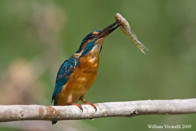 Martin pescatore (Alcedo atthis)