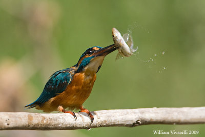 Martin pescatore (Alcedo atthis)