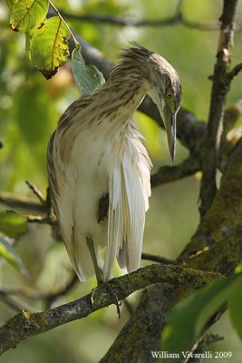 Sgarza ciuffetto (Ardeola ralloides)