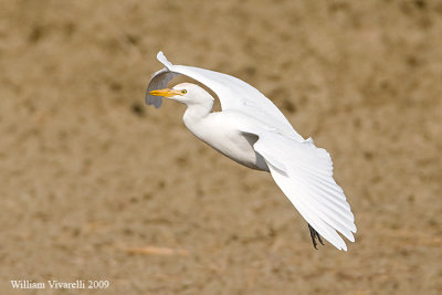 Airone guardabuoi  (Bubulcus ibis)