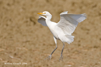 Airone guardabuoi  (Bubulcus ibis)