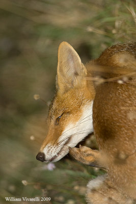 Volpe (Vulpes vulpes)