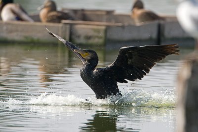 Cormorano   (Phalacrocorax carbo)