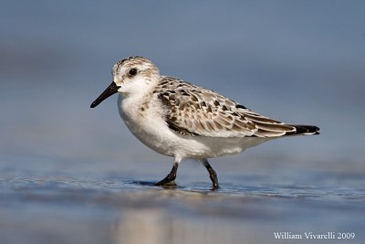 Piovanello tridattilo (Calidris alba)  