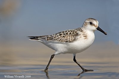 Piovanello tridattilo (Calidris alba)  