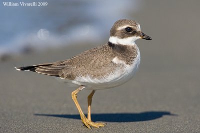 Corriere grosso (Charadrius hiaticula)