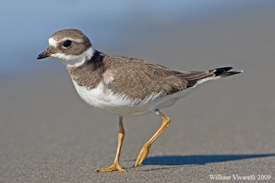 Corriere grosso (Charadrius hiaticula)