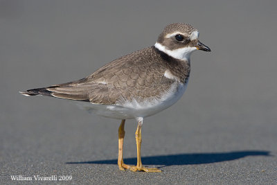 Corriere grosso (Charadrius hiaticula)