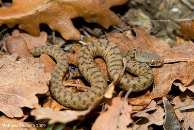 Vipera (Vipera aspis)