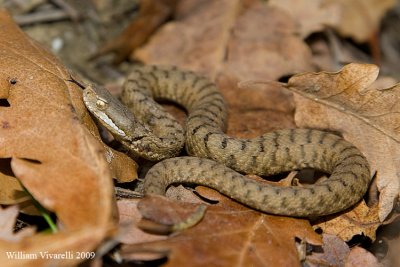 Vipera (Vipera aspis)