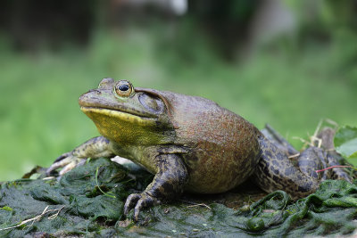 Rana toro (Lithobates catesbeianus)