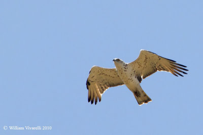 Biancone (Circaetus gallicus)