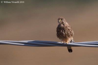 Gheppio juv (Falco tinunculus)