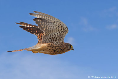Gheppio juv (Falco tinunculus)