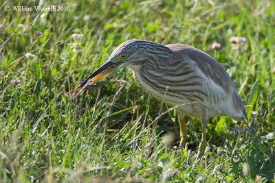 Sgarza ciuffetto (Ardeola ralloides)