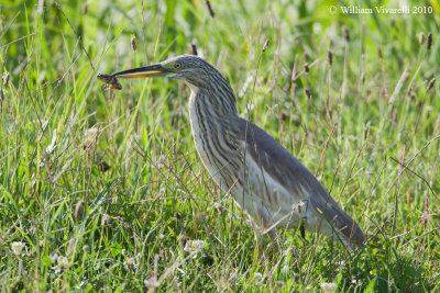 Sgarza ciuffetto (Ardeola ralloides)