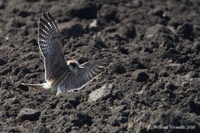 Falco cuculo juv (Falco vespertinus)